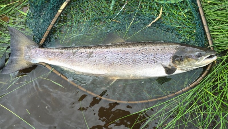 gerry's salmon
