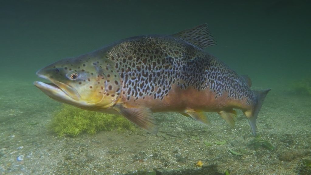 Big Brown trout underwater