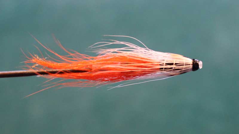 Junction Shrimp