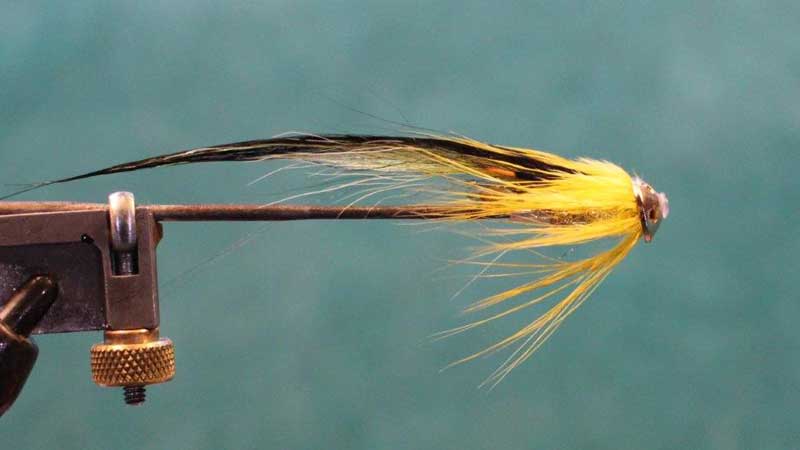 Yellow and Black Salmon Fly with Drainer